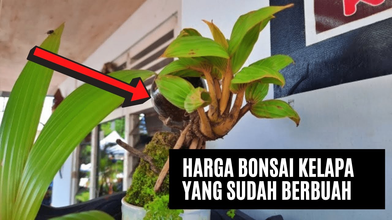 HARGA BONSAI KELAPA BERBUAH || PRICE OF FRUIT COCONUT BONSAI