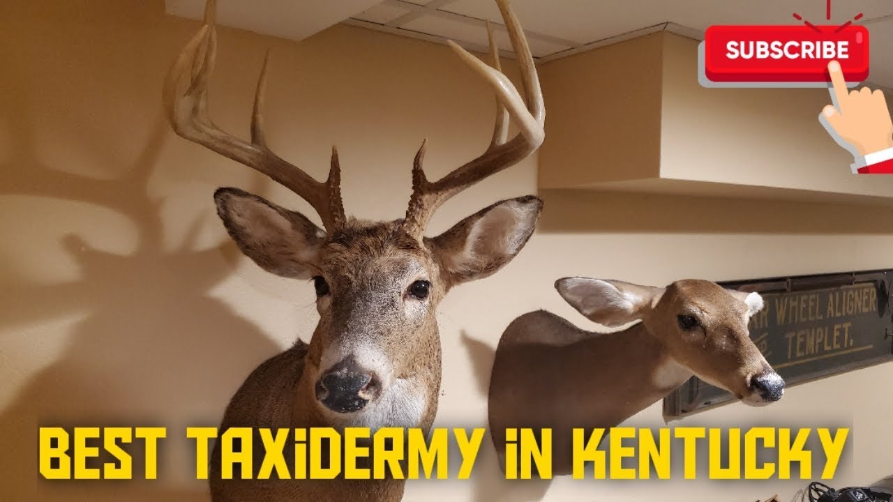 Best Taxidermy in Kentucky with Live2Thrill