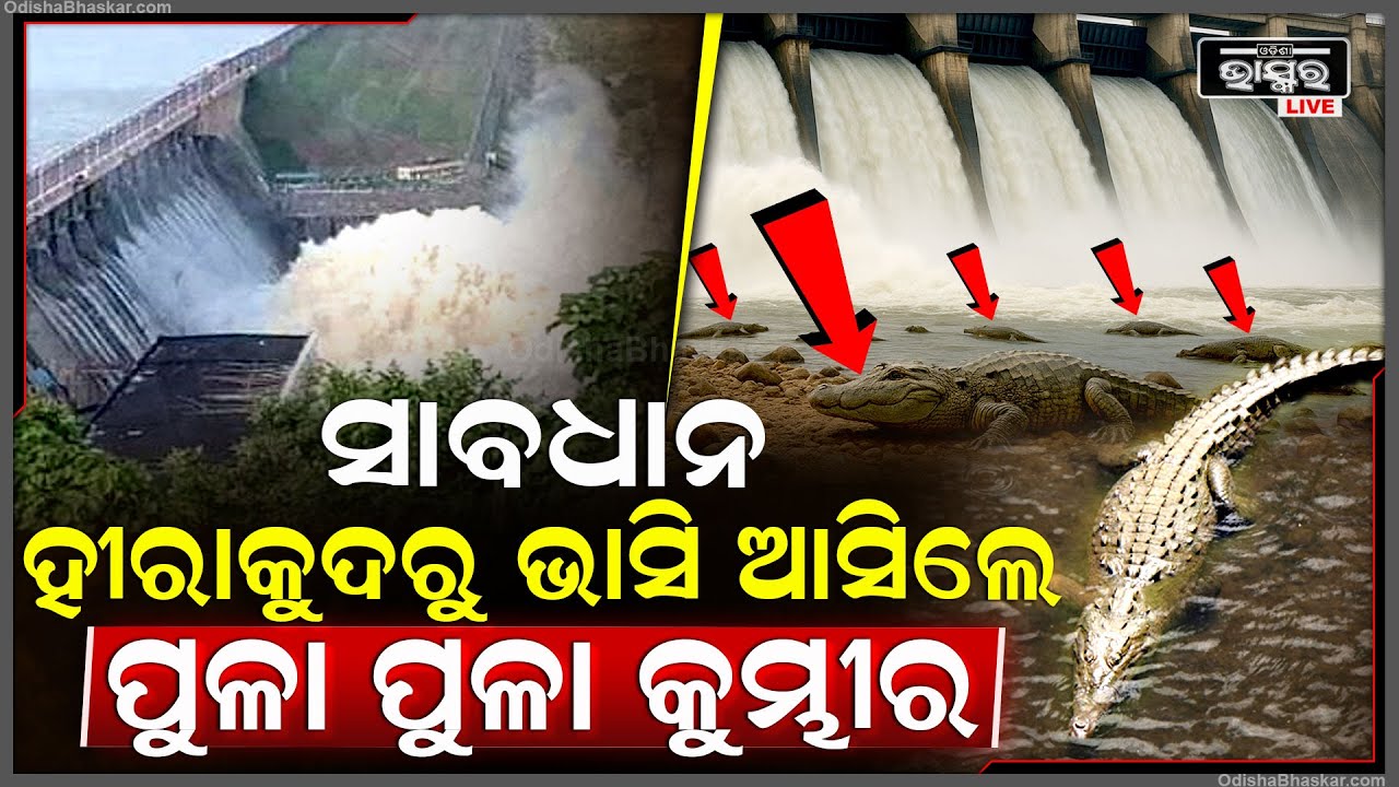 ସାବଧାନ, ନଦୀକୁ କେହି ଯାଅ ନାହିଁ, ହୀରାକୁଦରୁ ଭାସି ଆସିଲେ ପୁଳା ପୁଳା କୁମ୍ଭୀର ! ଟାଣି ନେଇ ପଳାଇବ