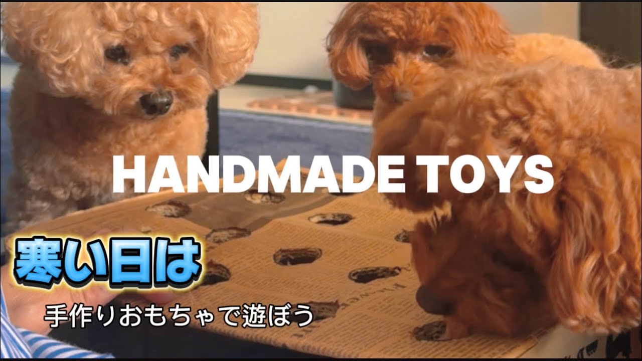 【犬のストレス解消】【犬遊び】飼い主必見‼️寒い日はお家で手作りおもちゃで愛犬のストレス解消　発散しすぎて爆発する犬がこちら..【犬】