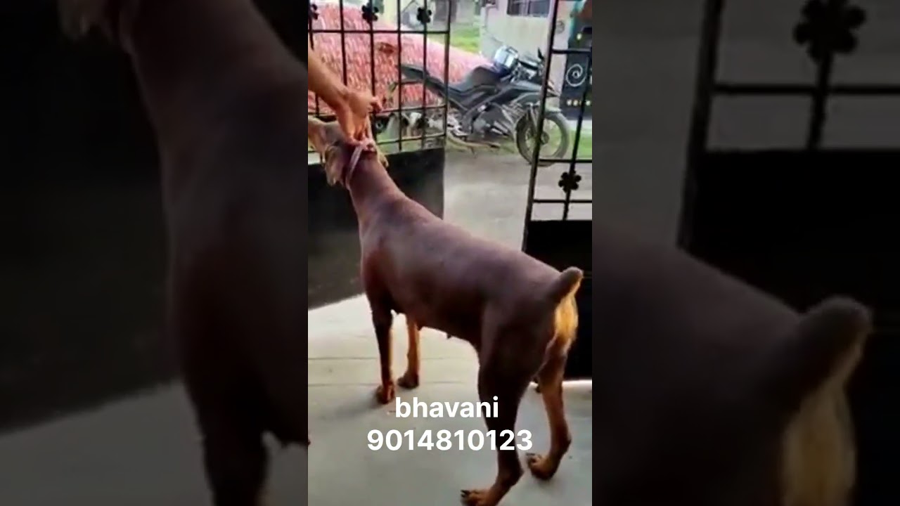 Dog | Doberman puppies for sale | 