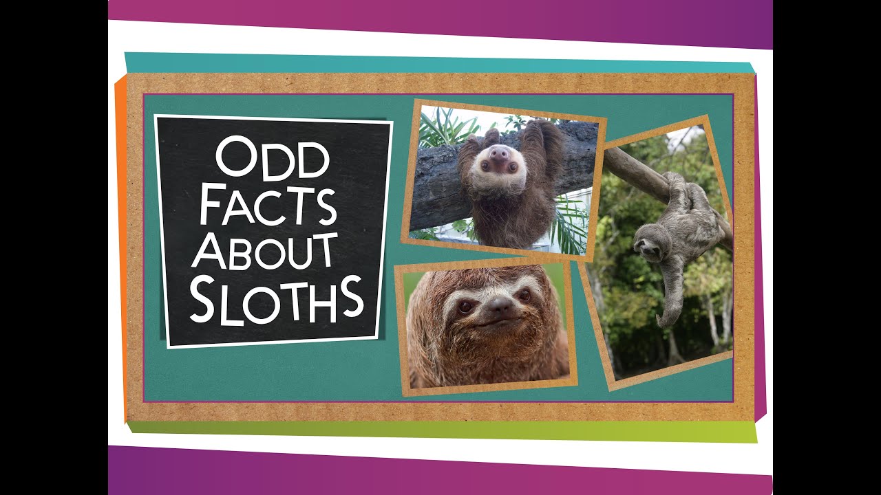 Odd Facts About Sloths