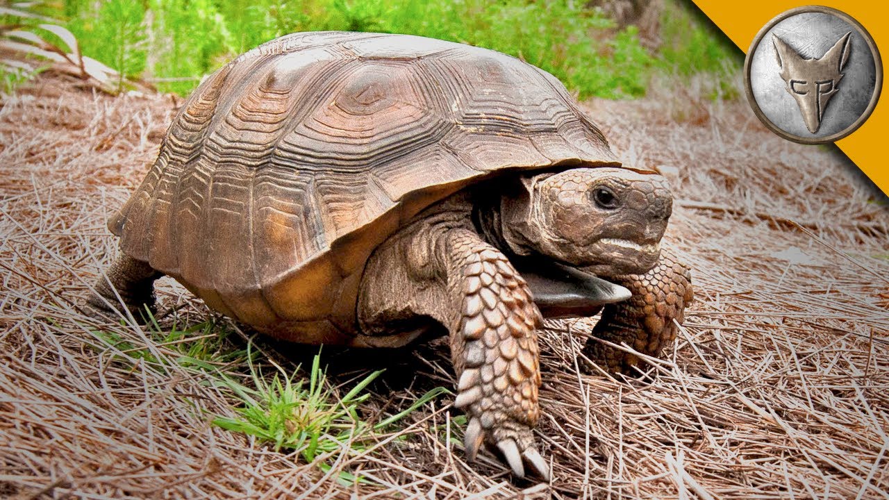 On the Lookout for the Mighty Gopher Tortoise!