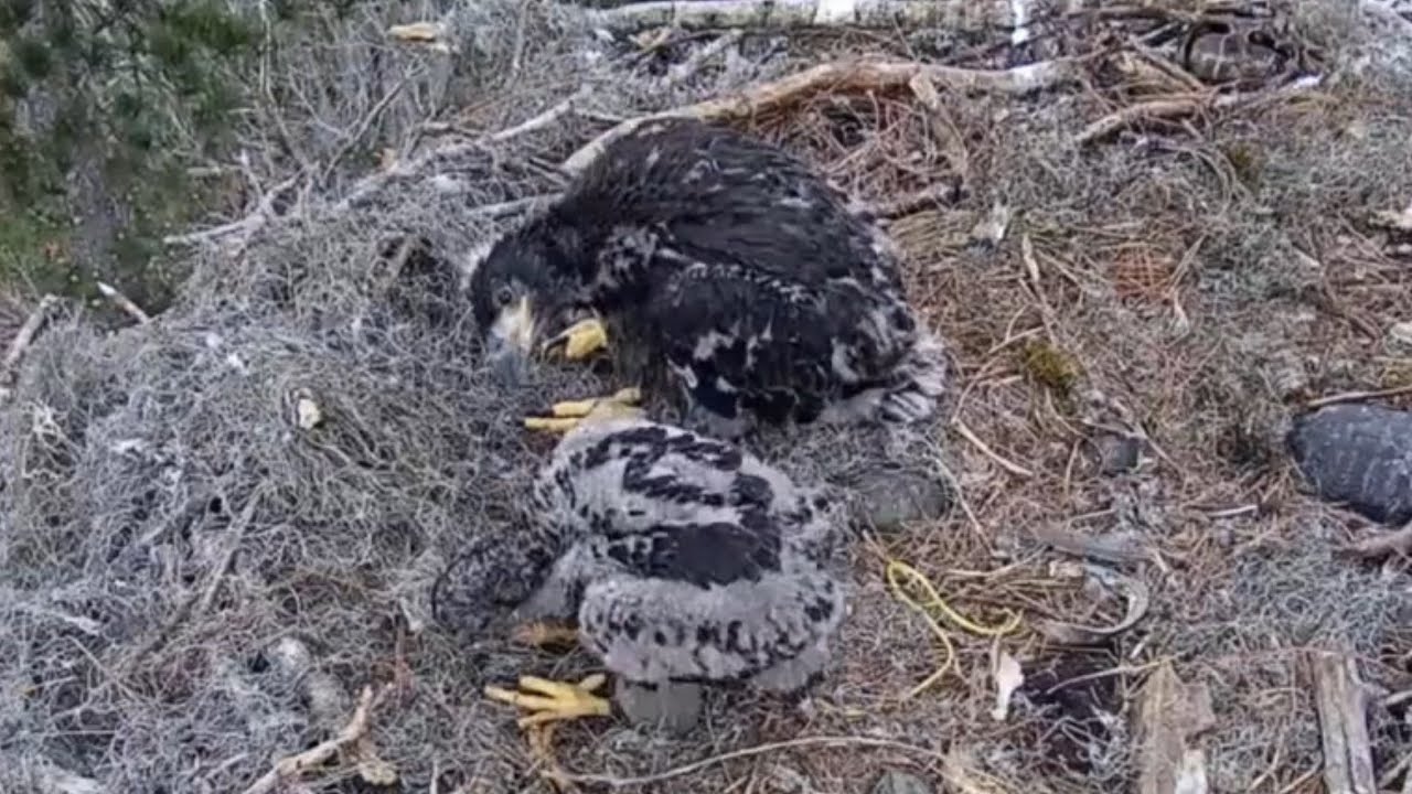 First big eaglet then small eaglet go for self feeding | | Kisatchie National Forest E-1 | Mar 2, 26