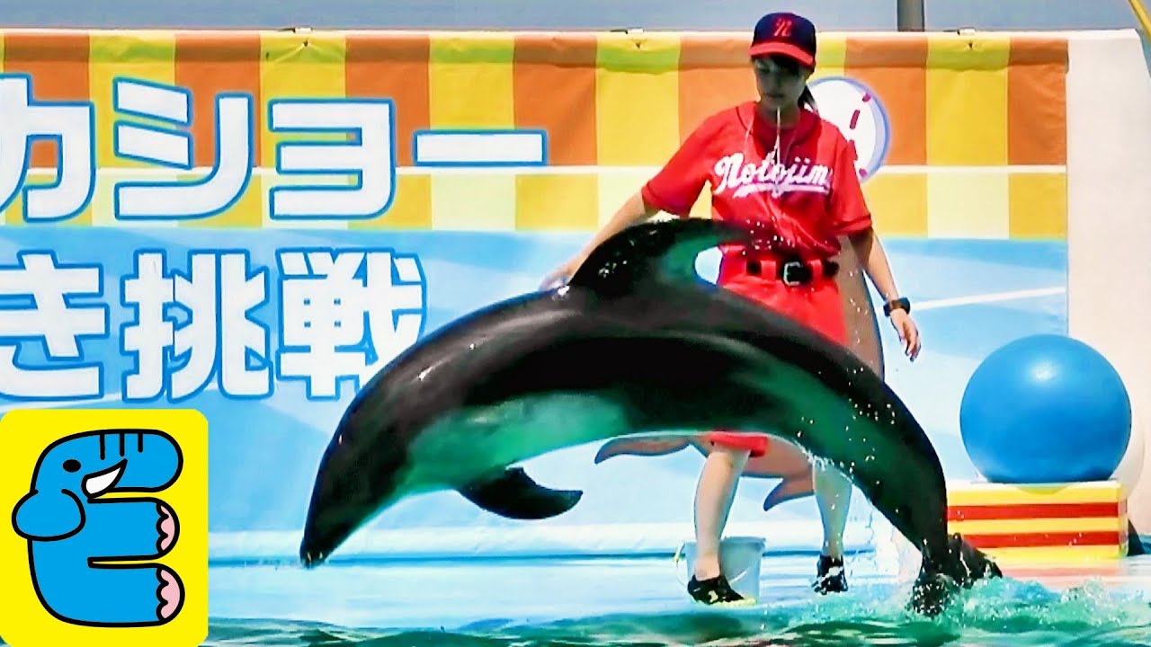 のとじま水族館 夏のイルカ アシカショー ベースボール編 Summer Dolphin / Sea Lion Show -Baseball Episode- Notojima Aquarium