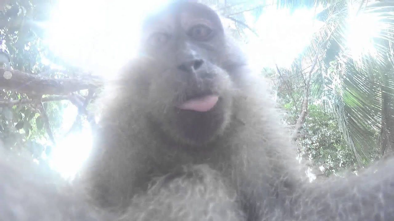 Monkey stealing GoPro 4