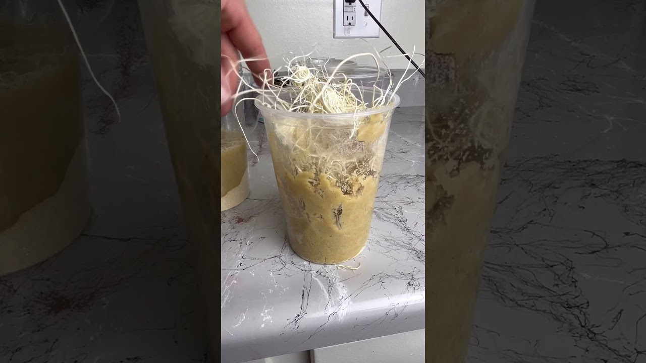 How To Breed Flightless Fruit Flies 