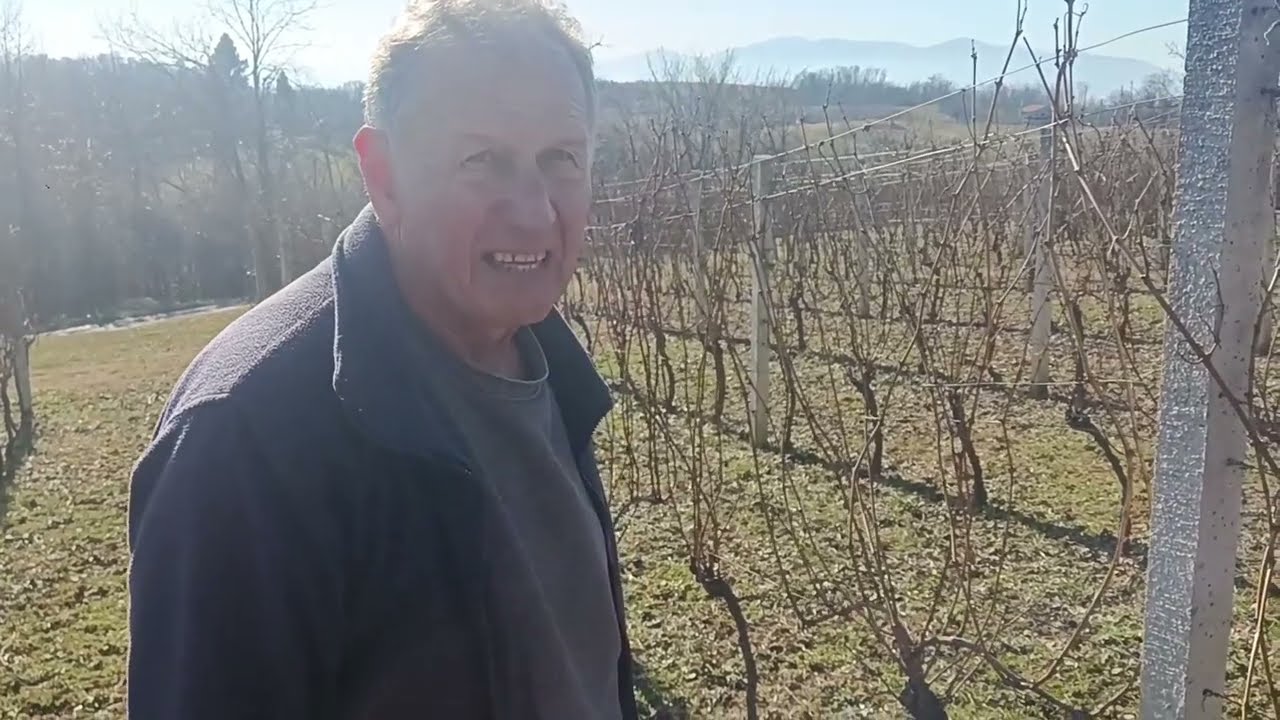 Rezidba vinove loze