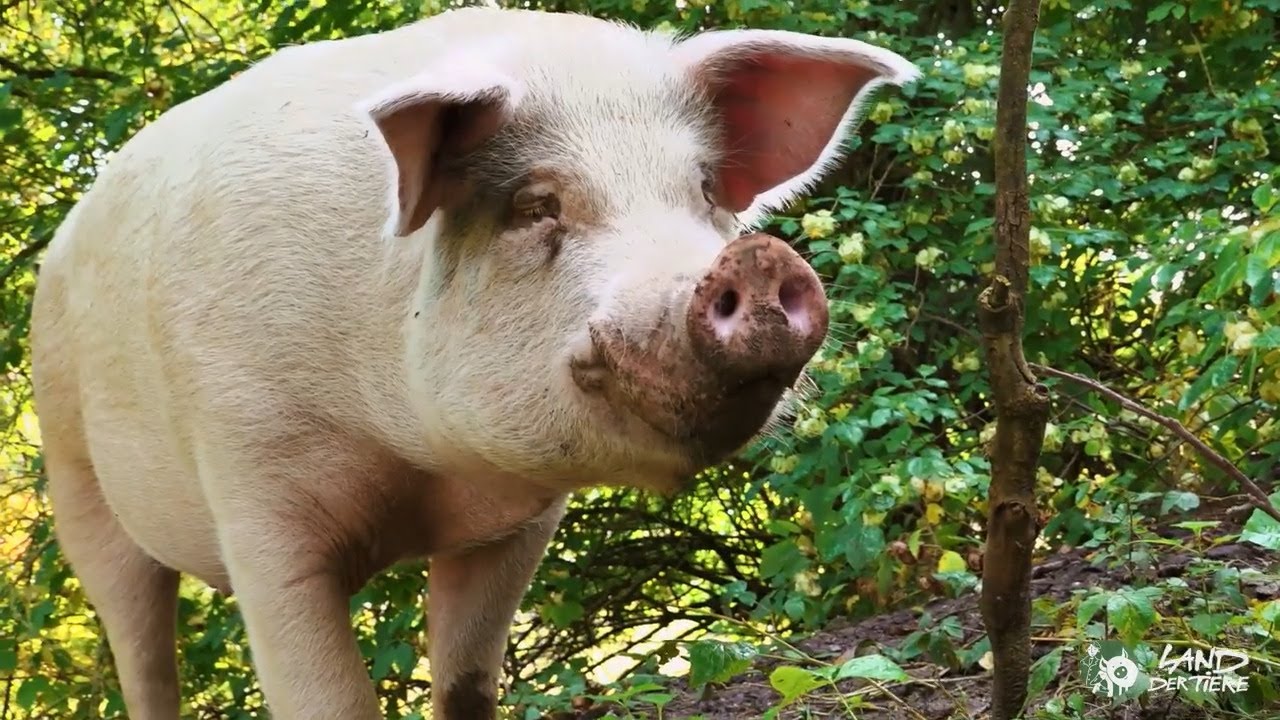 Schwein bleibt Schwein: Schweine auf Tour bei der Nahrungssuche 🐷 🐗