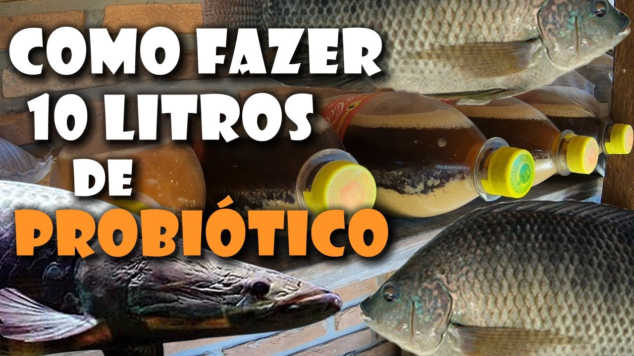 COMO FAZER PROBIÓTICO PARA CRIAÇÃO DE PEIXES   saalada