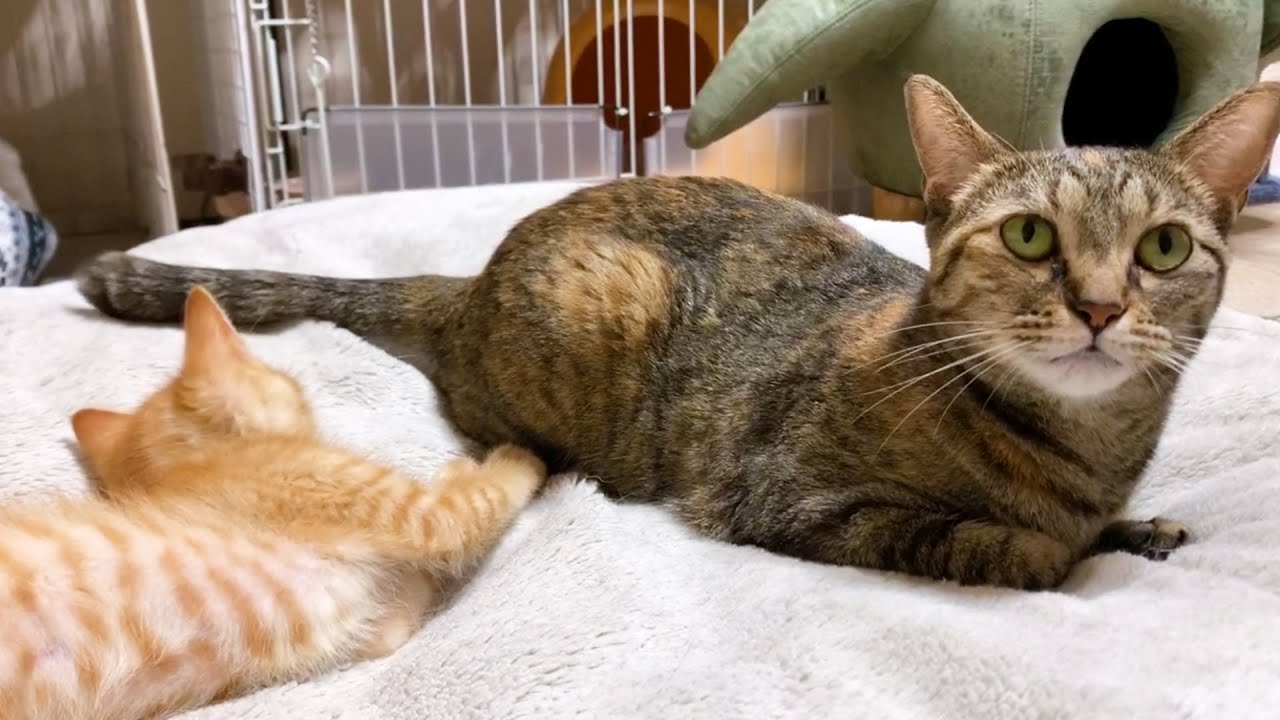 のんびりしたいのに子猫を寄せ付けて困り果てるお姉ちゃん猫