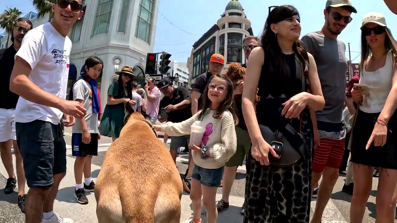 Cash 2.0 Great Dane at the Rodeo Drive Concours d’Elegance 2024 in Beverly Hills (2 of 6)