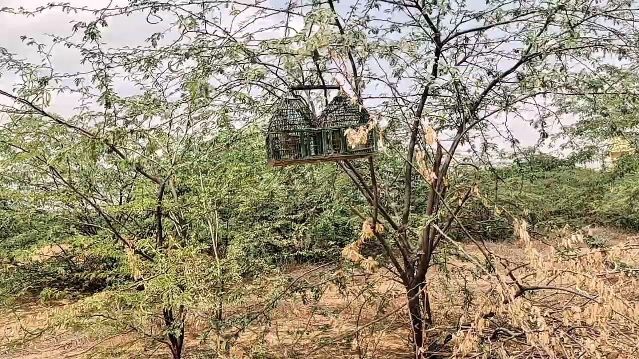 Teetarawaz ❤️|birdsounds🥰|teetar shikar 😱