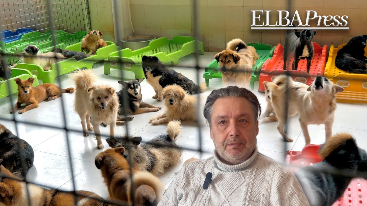 Canile comprensoriale, il 4 febbraio riprendono i lavori