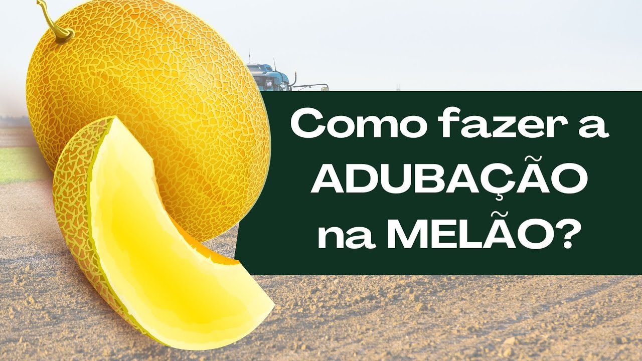 COMO FAZER A ADUBAÇÃO NO MELÃO? | PASSO A PASSO