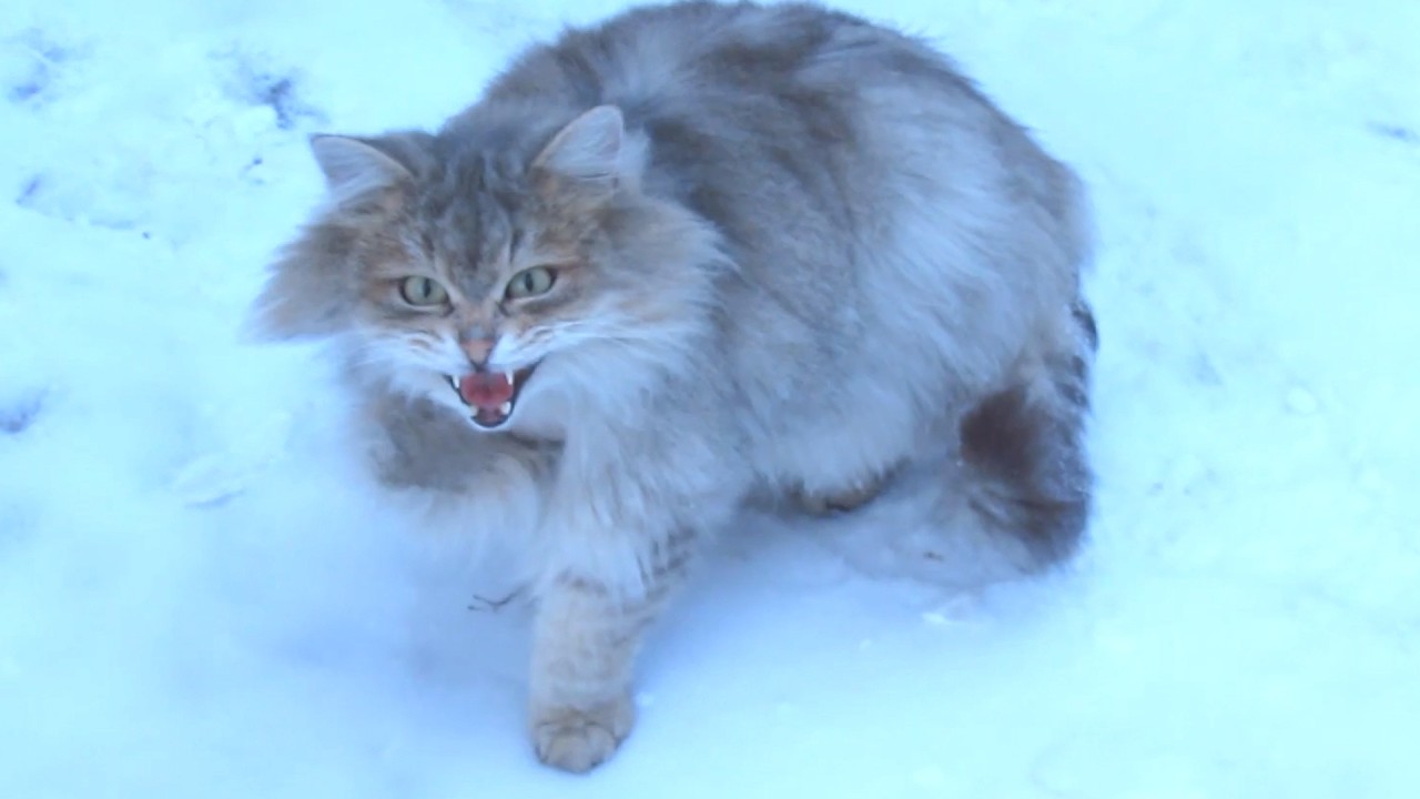 Top 10 Poor cats in the snow or how to survive in winter