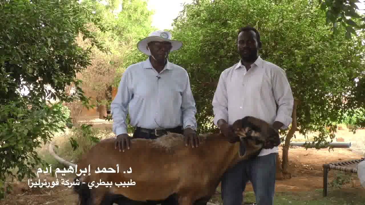 قناة المنتجين : إكتشاف سلالة ضأن في السودان ح 3
