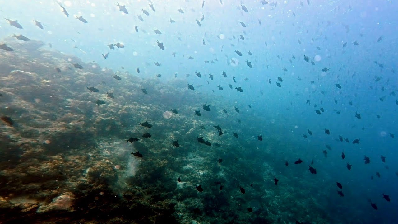 Malediven 2024 Kurumba House Reef, Malé - Checkdive - Tauchsafari auf - Serenity - Emperor Divers
