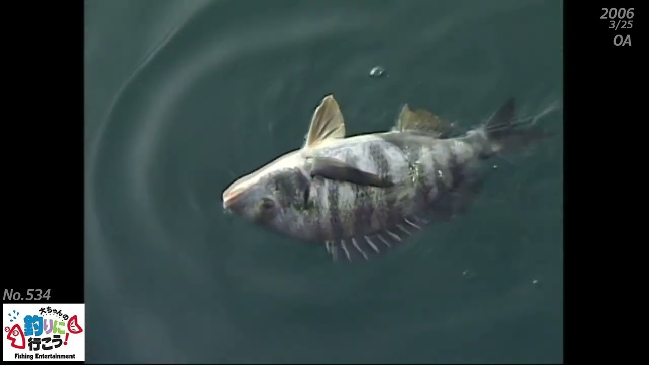 534【筏の春チヌ】４月解禁のカキ筏で釣りました／福岡県糸島郡志摩町岐港沖【大ちゃんの釣りに行こう】