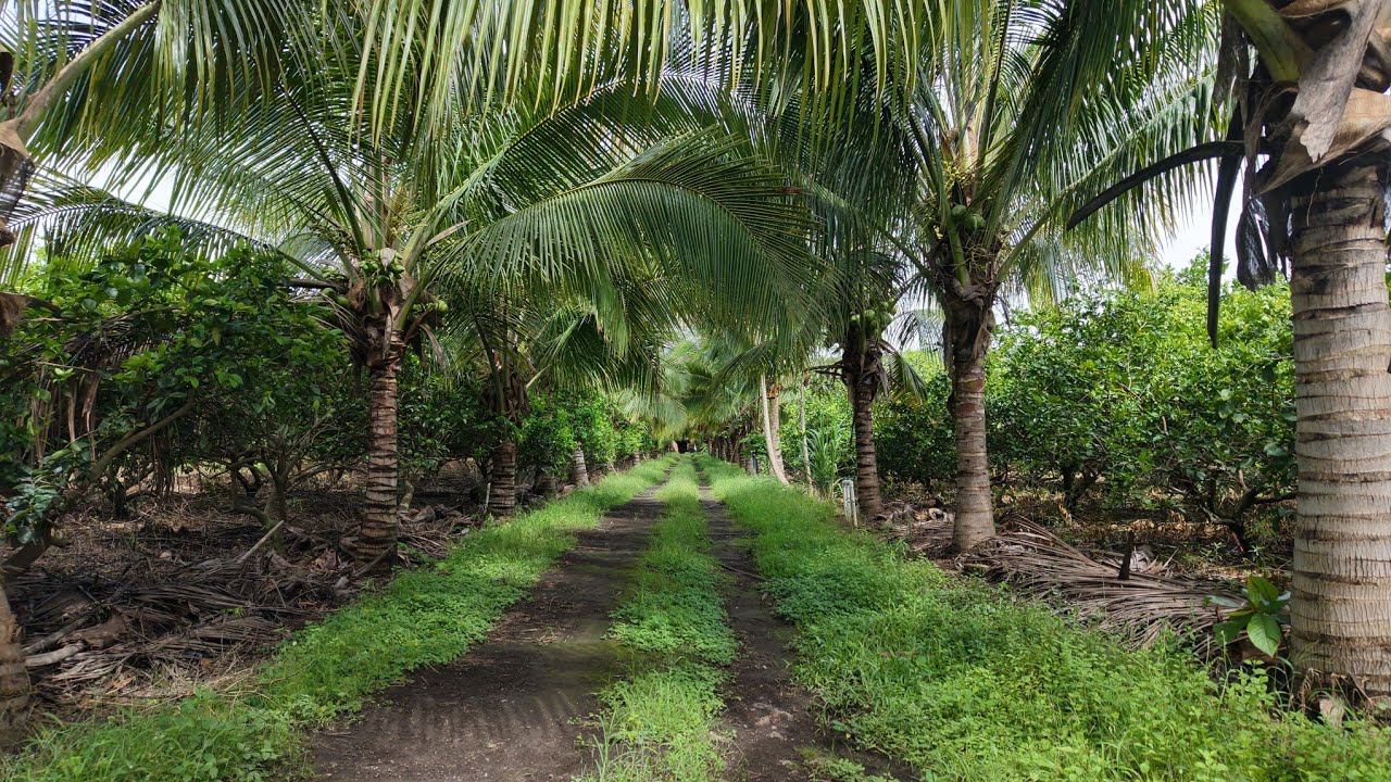 Se vende finca en canton Joya de ceren, San juan Opico, departamento de La Libertad.