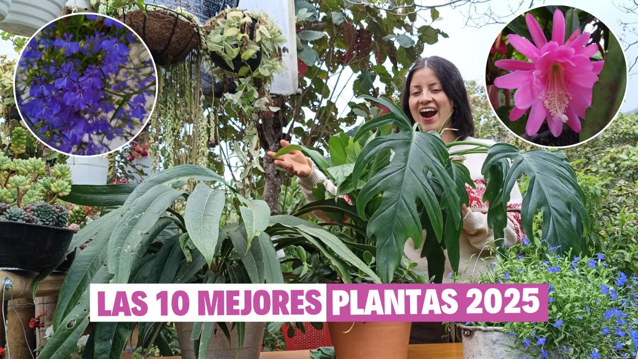 Mis mejores plantas del 2025 increíble todo lo que crecieron durante este año | Jardín Diaz
