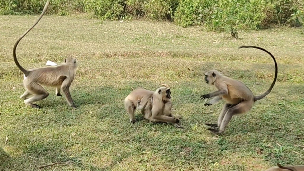 Top langur video 