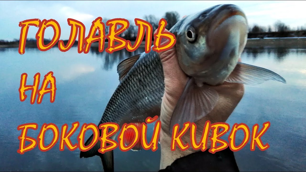 Весенний голавль на боковой кивок, в марте на Москве реке. 