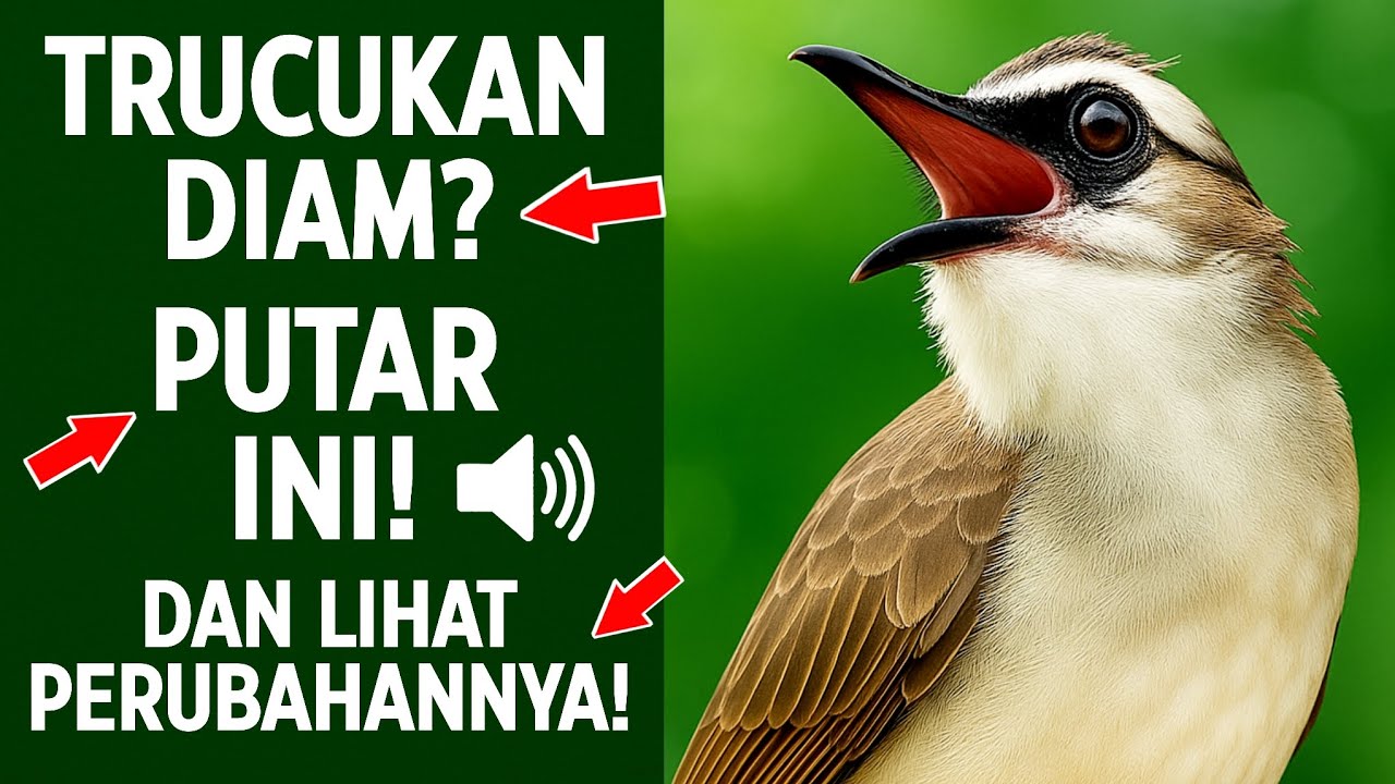 MASTERAN TRUCUKAN TERBUKTI AMPUH: Ropel Ngalas Bikin Burung Gacor & Nyaut!