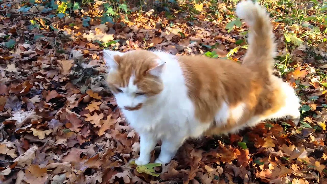 Chat turc de Van
