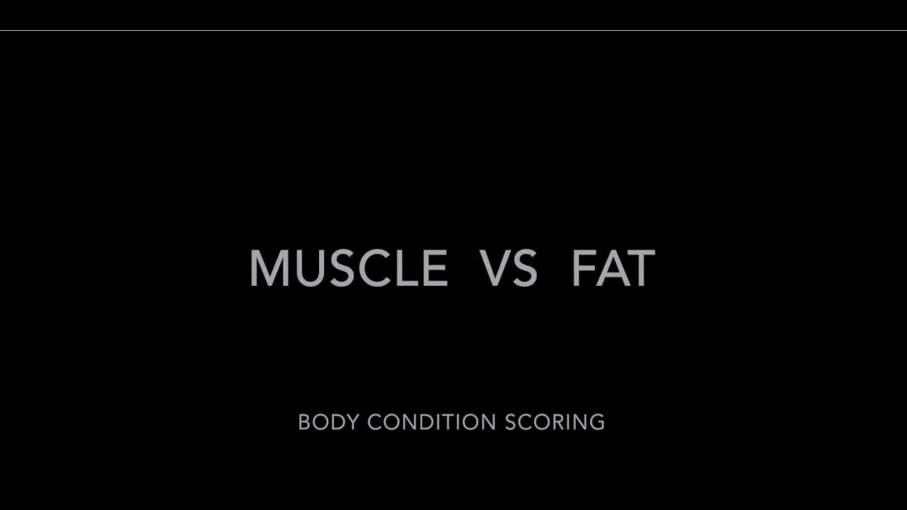 Horse Body Condition Scoring: muscle vs fat