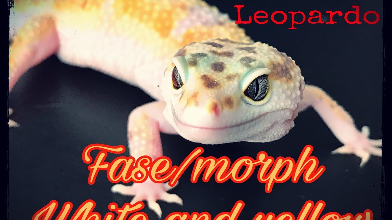 Gecko Leopardo fases: White and Yellow (W&y)