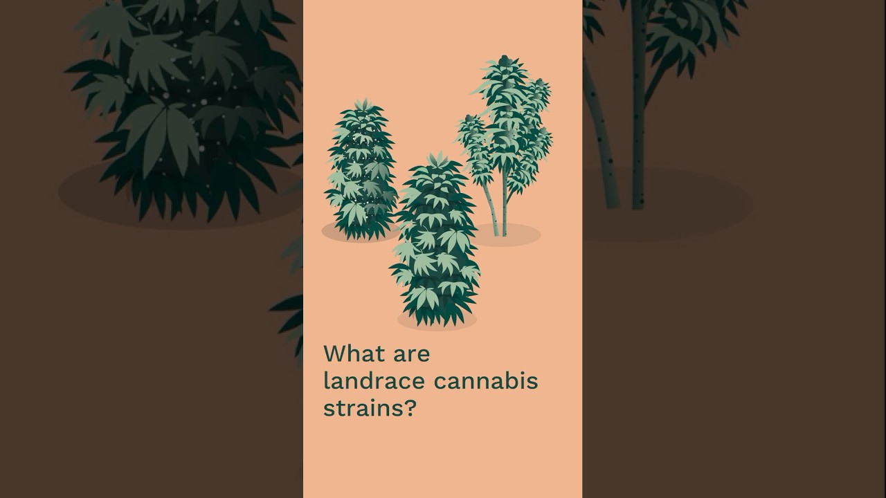 What are landrace strains? | Educational Video #CannabisEducation #History #LandraceStrains