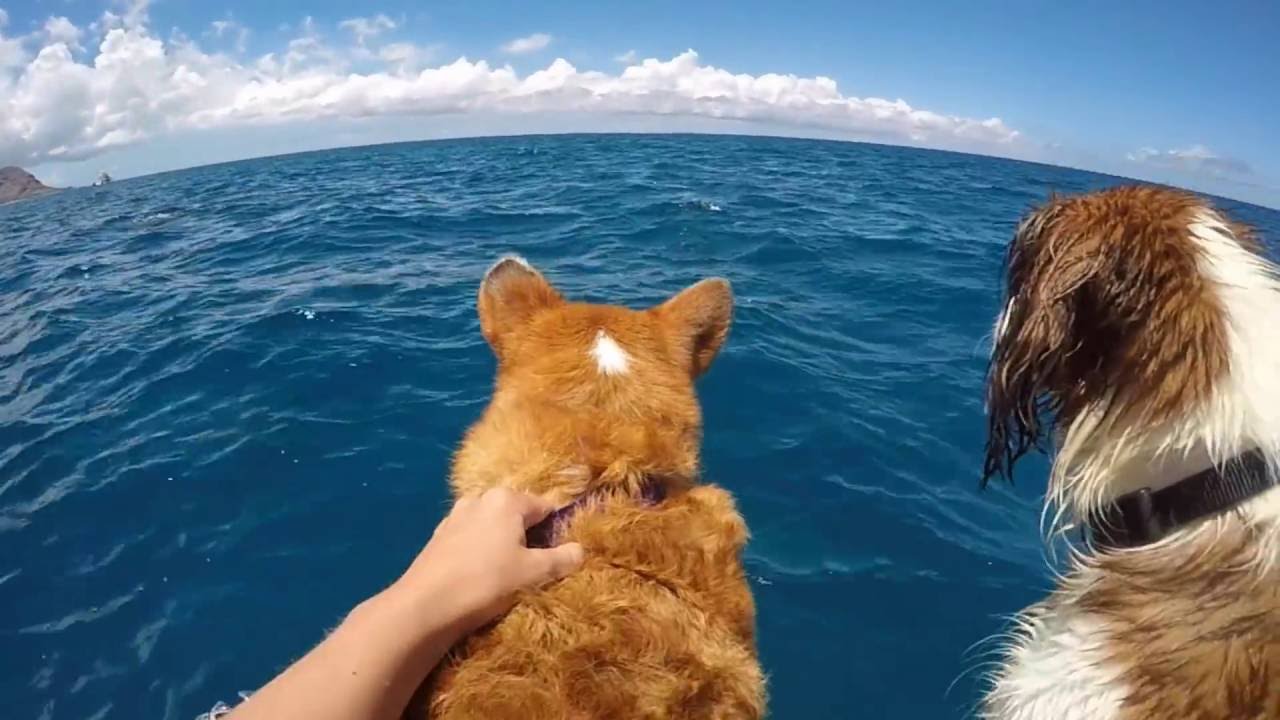 Corgi Meets Dolphins