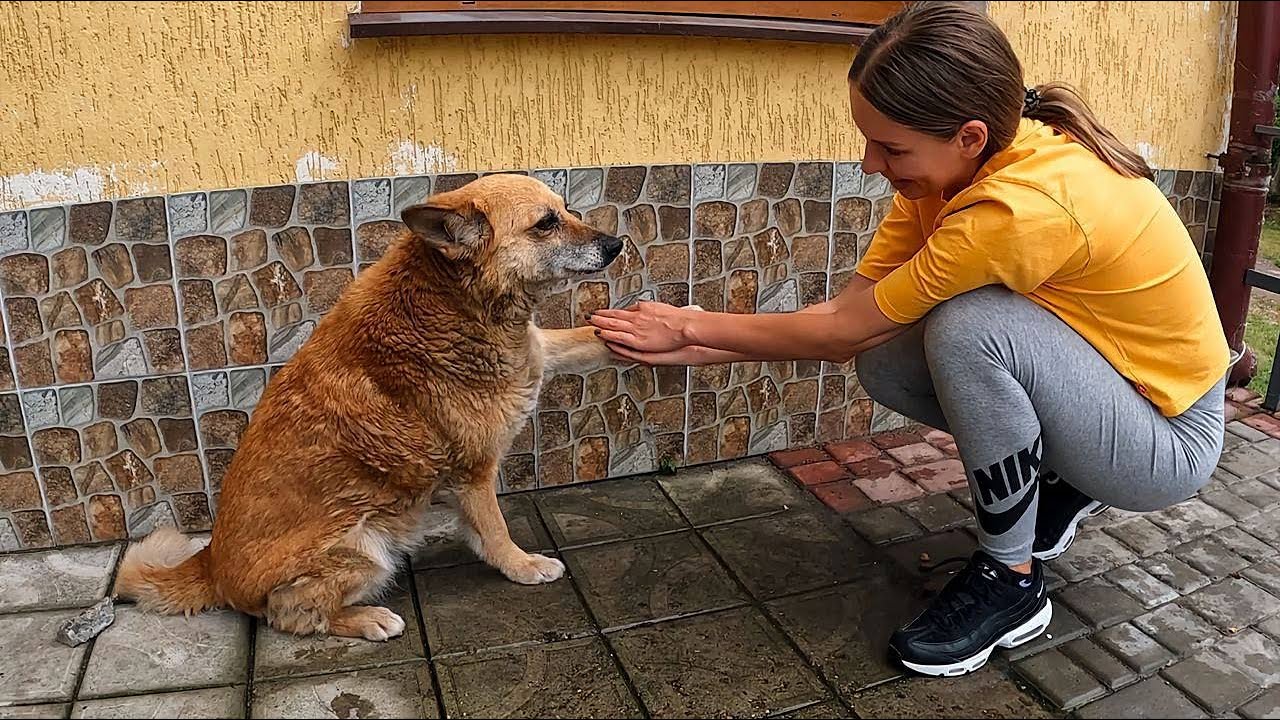 I Held the Paw of Stray Senior Dog and Saw Sadness and Pain in his Eyes