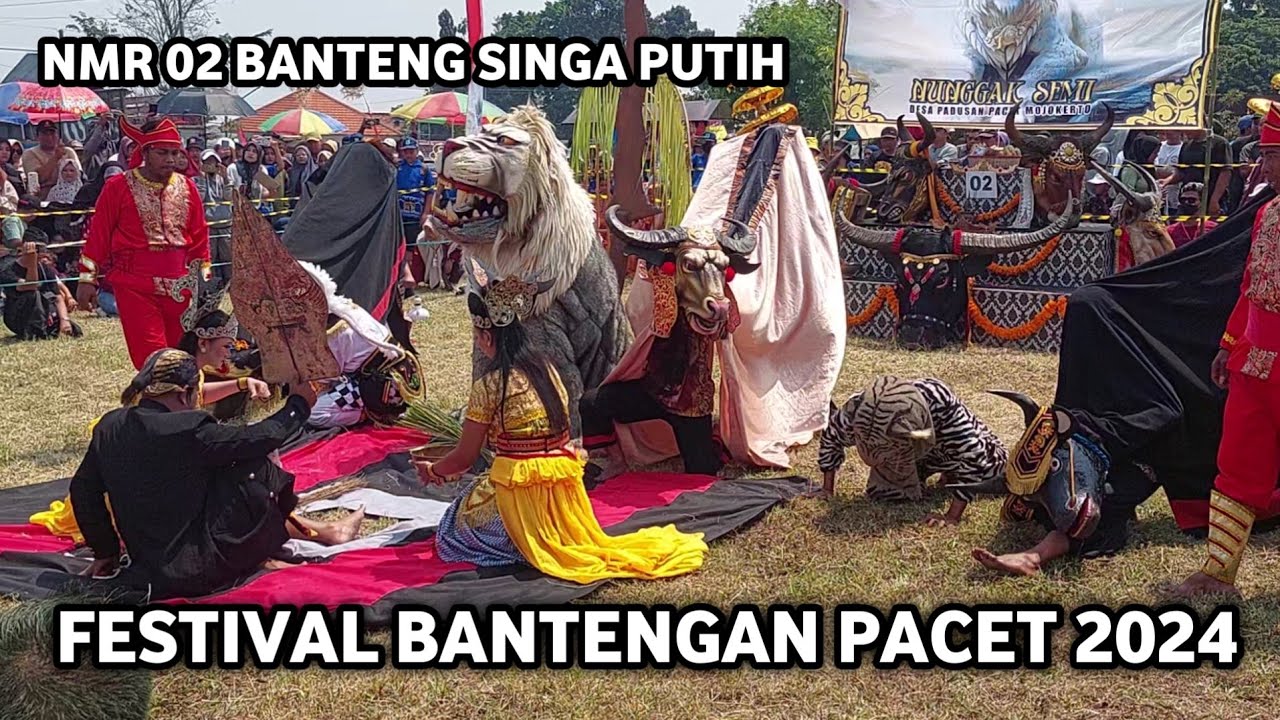 Festival Bantengan Pacet 2024 Nmr 02 Spesial Banteng Singa Putih Live Mkp pacet Mojokerto