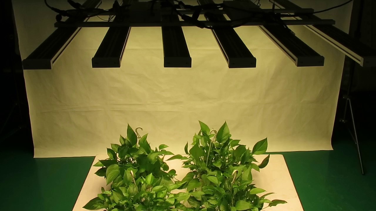Koray 900W Full Spectrum LED Grow Light for Cannabis Plant