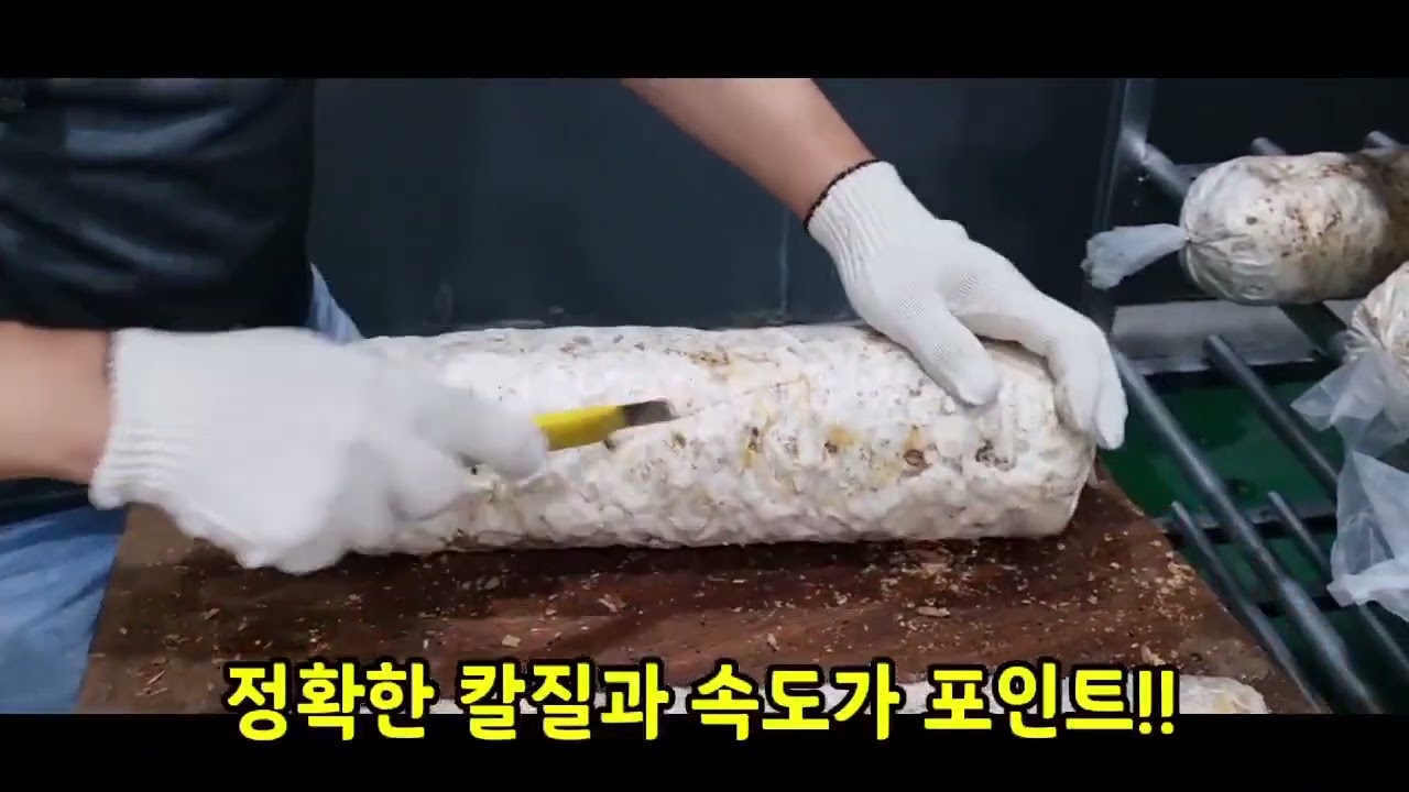 스마트팜 참송이 버섯재배        (2024년8월14일)