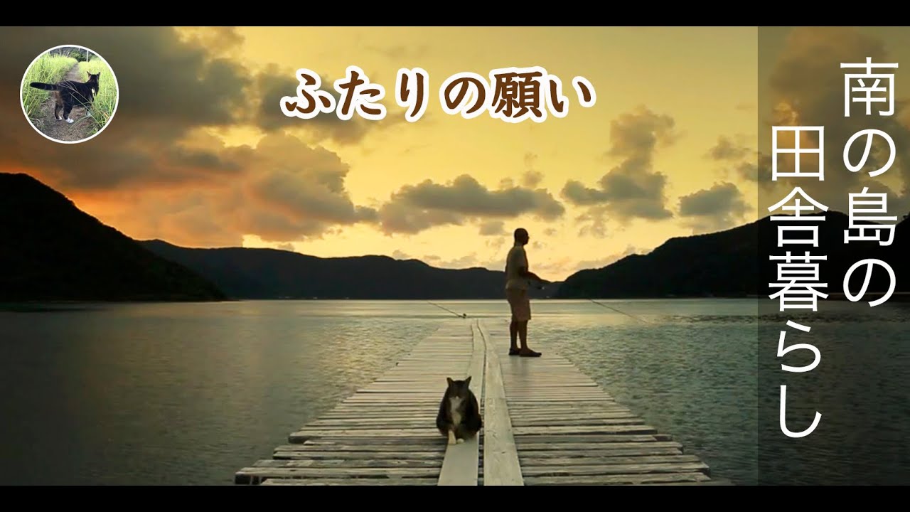 私とチャチャ（猫）の願いが叶う。南の島の田舎暮らし。