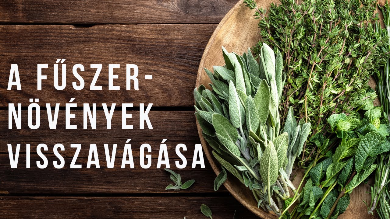 Mikor lehet visszavágni a fűszernövényeket?