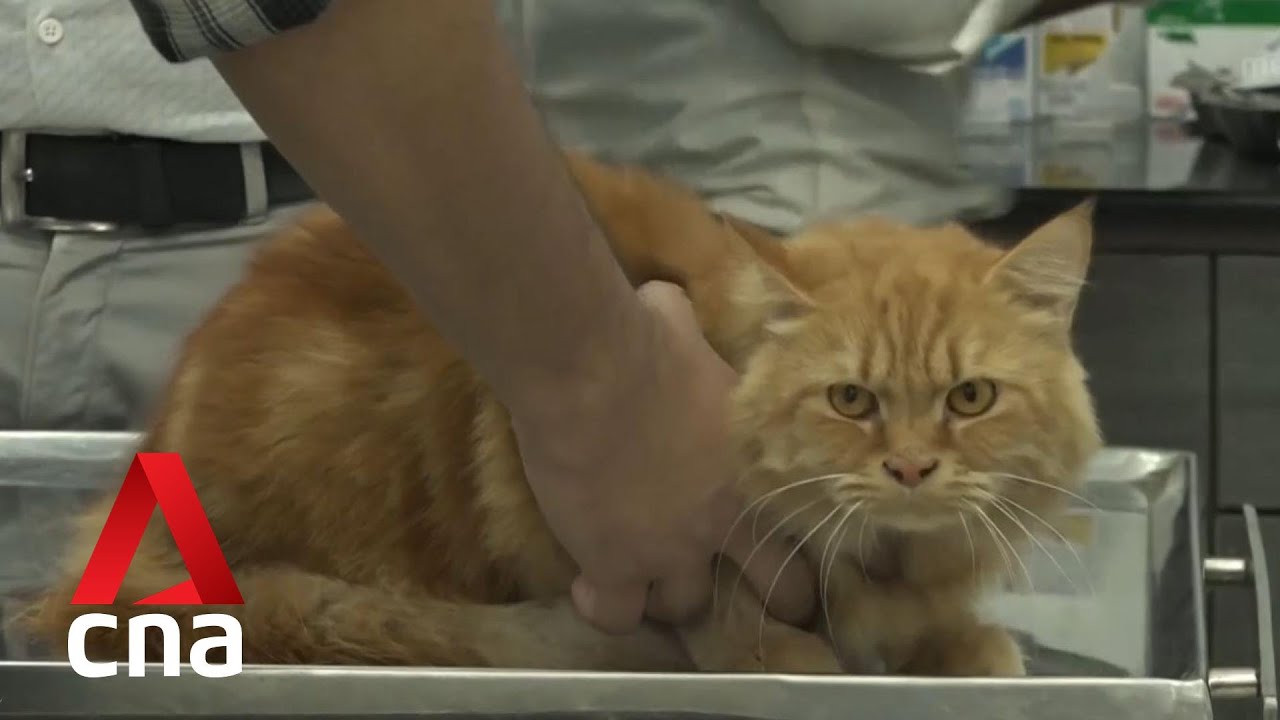 India's pet care industry sees unprecedented boom