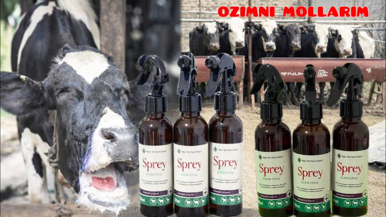 Ukolsiz Yashur, Oqsil va Shaloq kasalligini arzon davolash.