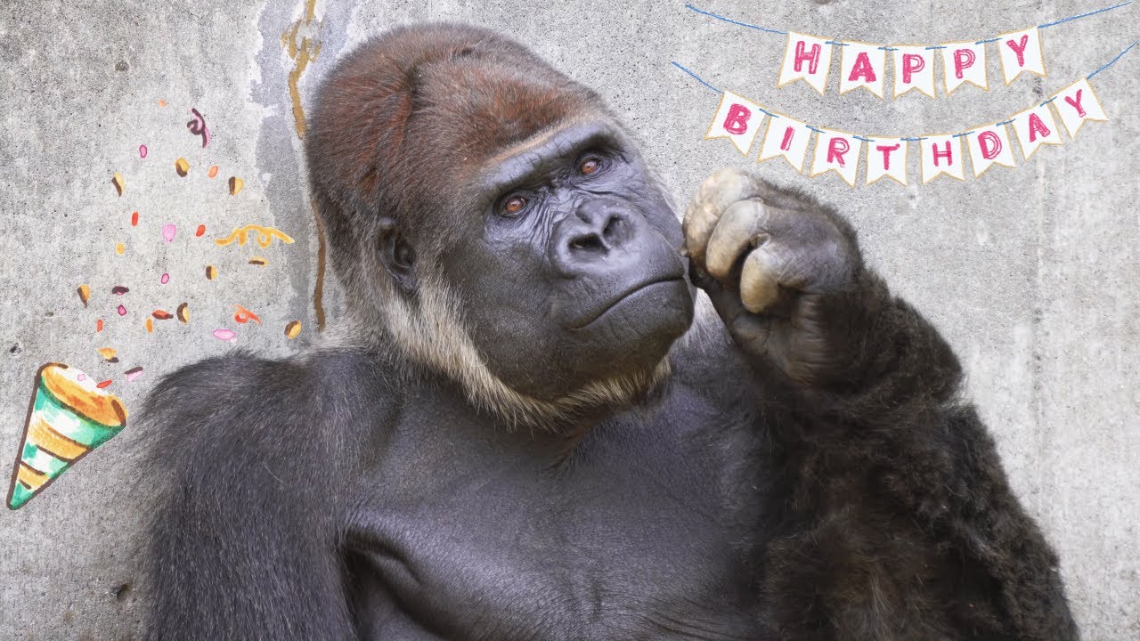 Счастливый 39-й день рождения гориллы Монта🎂🦍🎊🎉 Серебряная спина, живущая в одиночестве