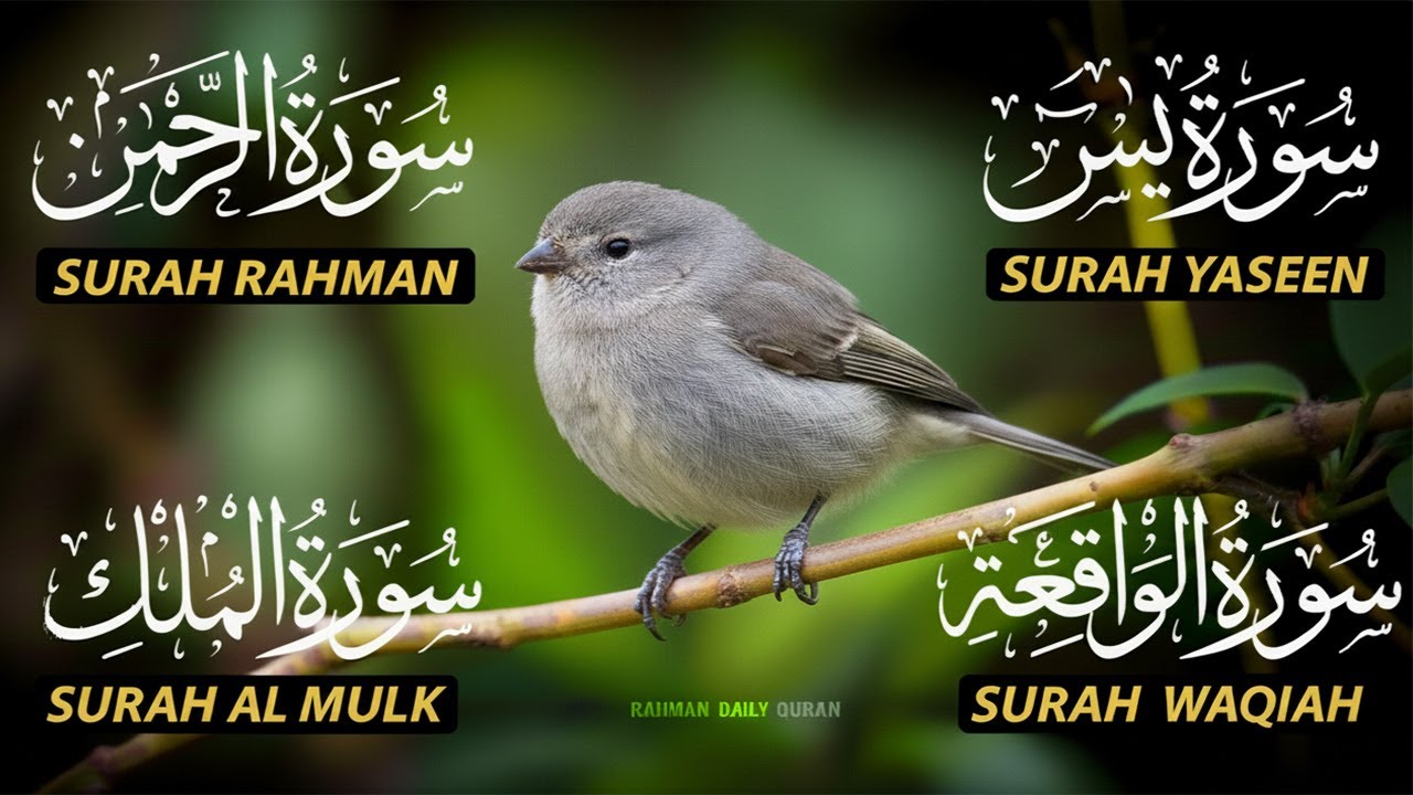 The Best Recitation Surah Yaseen (Yasin) | Surah Rahman | Surah Waqiah | Surah Mulk