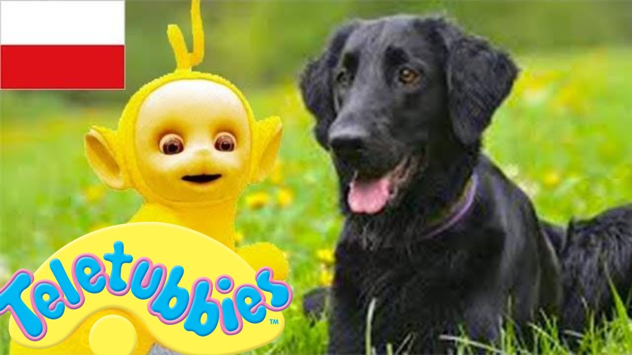 Teletubisie Po Polsku - 77 DOBRA JAKOŚĆ (Pełny odcinek) | Bajki dla dzieci