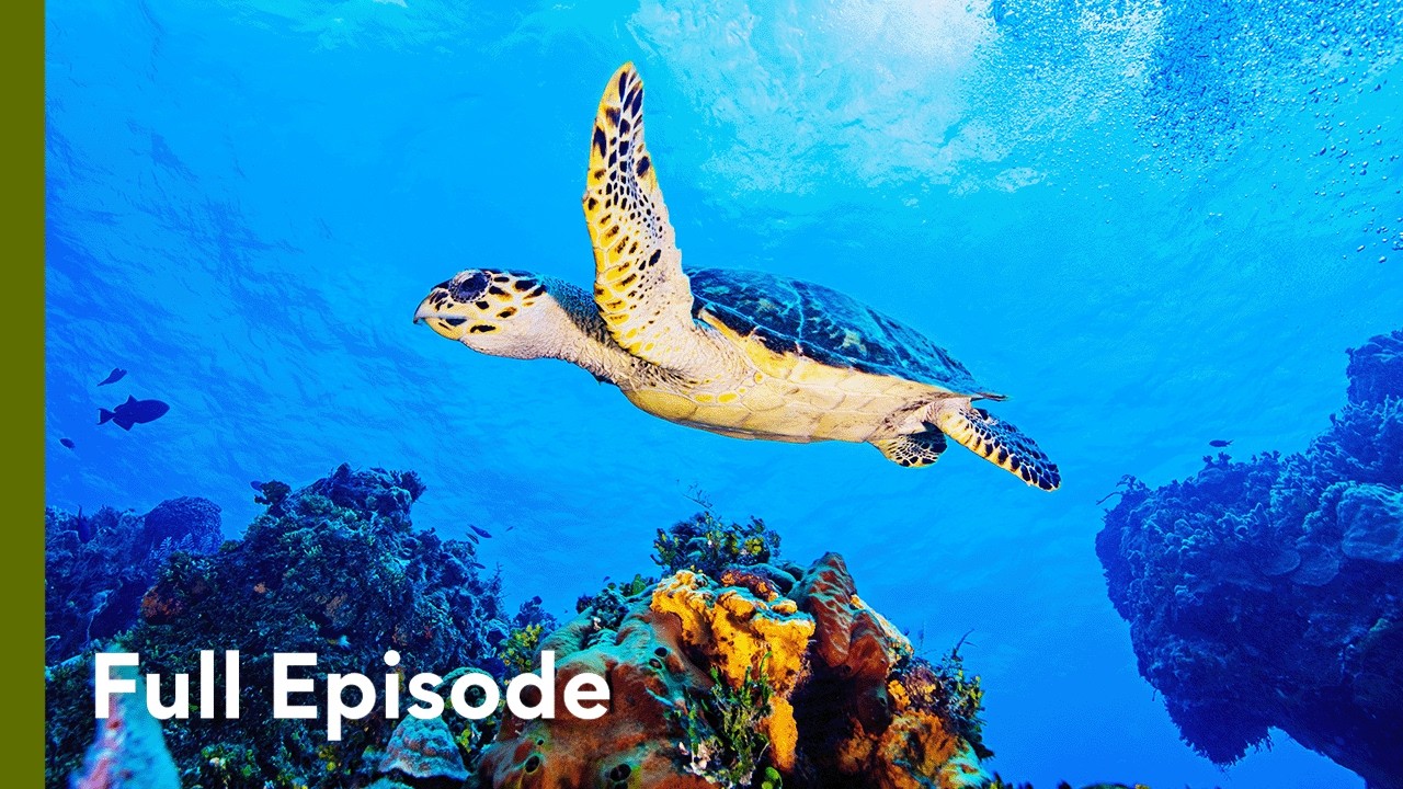 Belize’s Deadly Hidden Marine World | Great Blue Wild 104