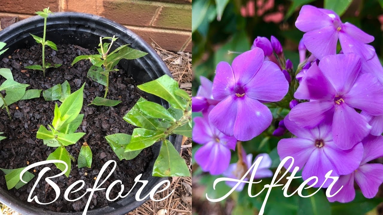 Phlox- Propagate From Cuttings