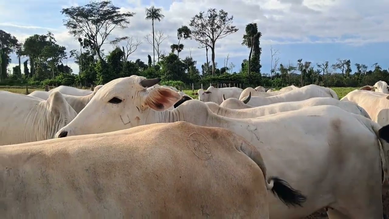 Rotina do dia/vida na roça