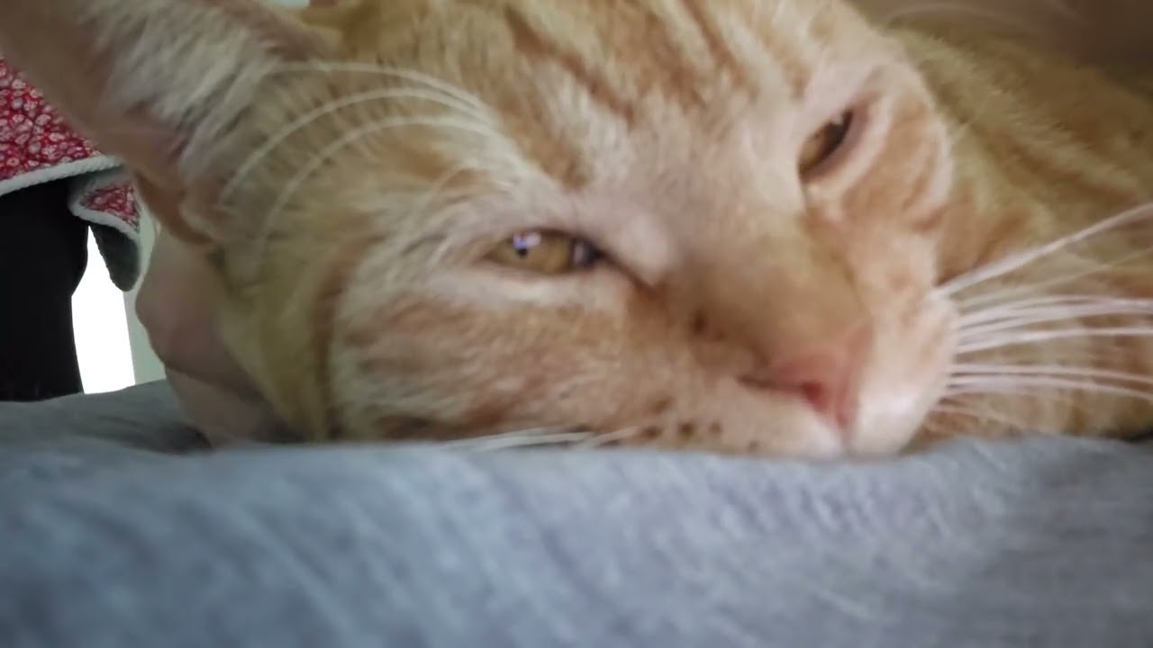 뚱냥이 하랑이의 백색소음(골골송)