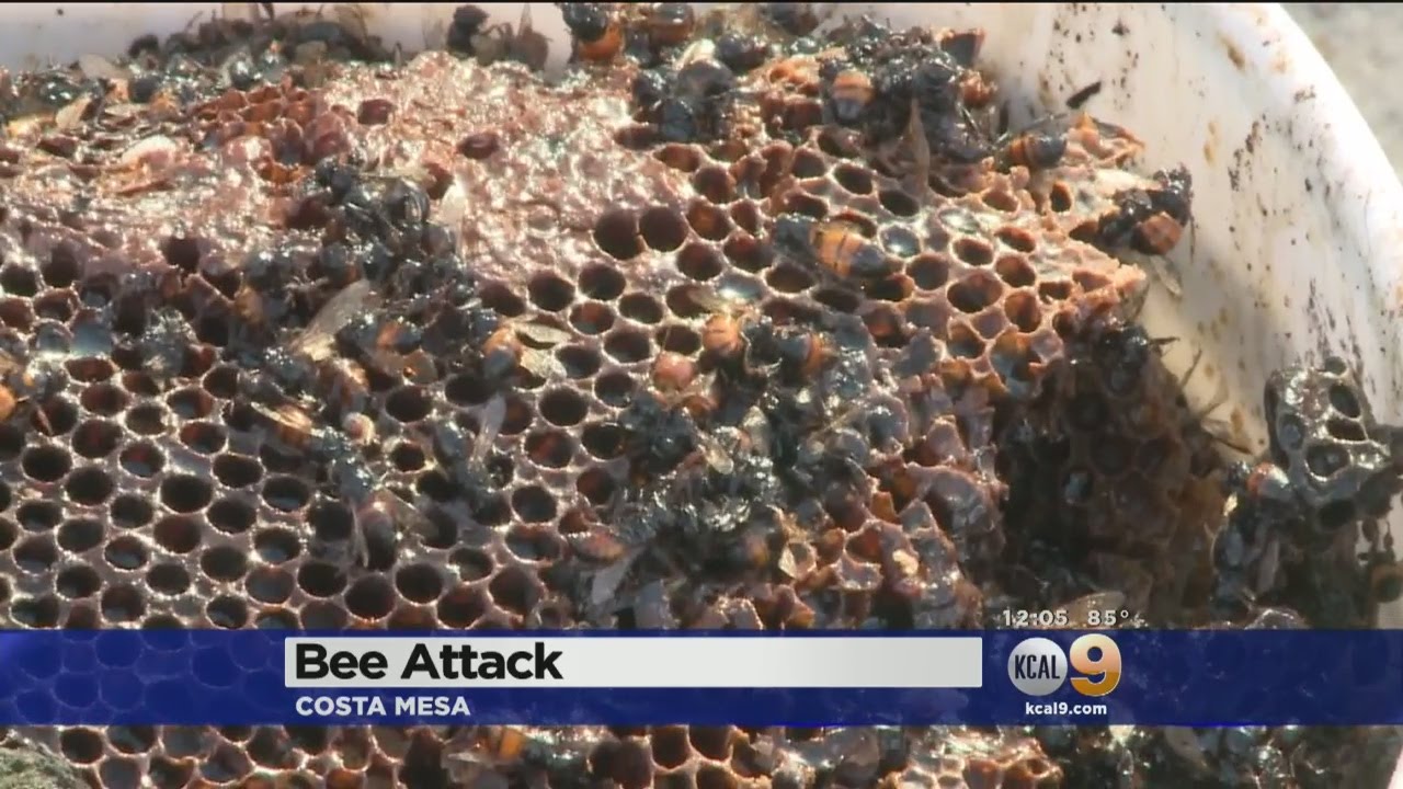 2 Stung Repeatedly After Bees Are Disturbed By Roofer In Costa Mesa