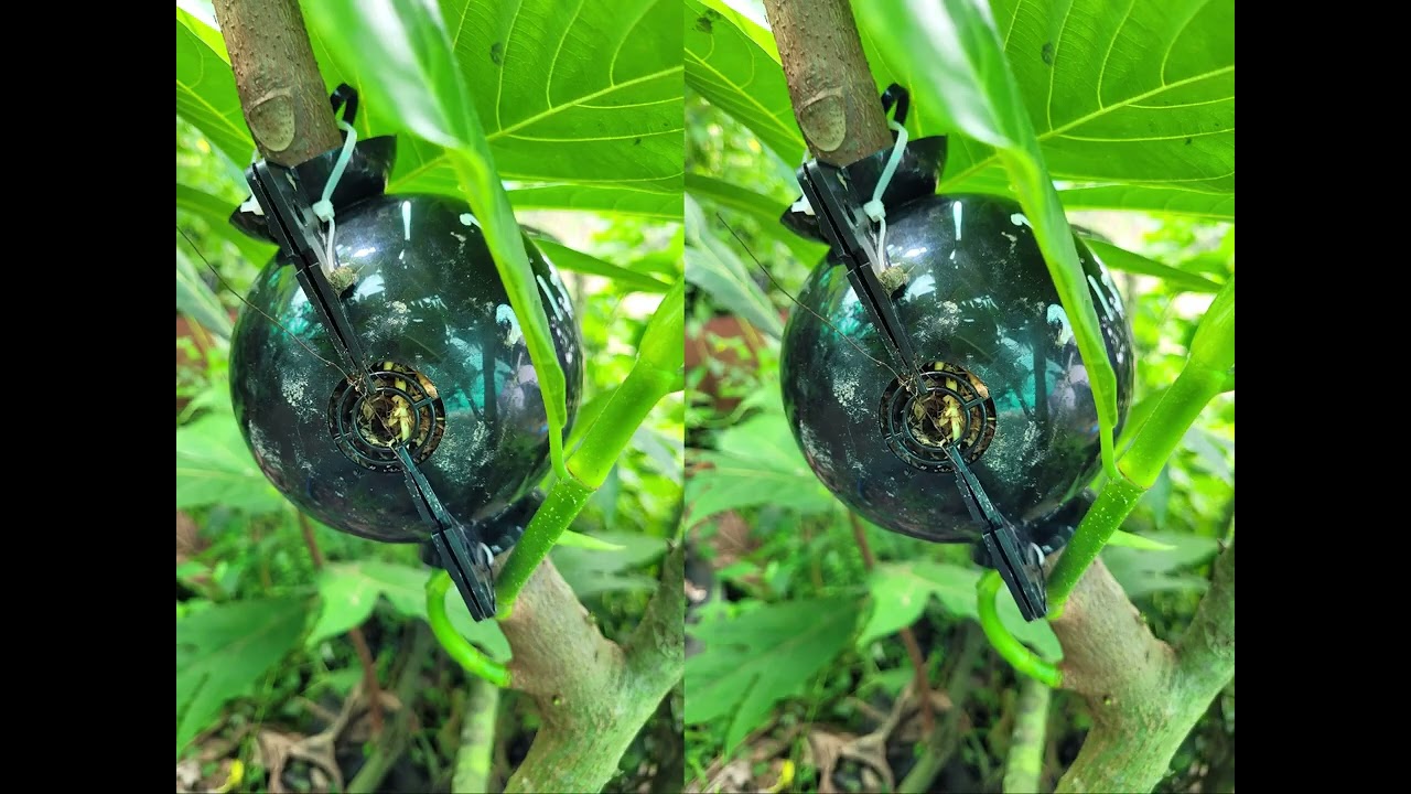 Breadfruit Propagation - Bula Agro & Just Farm It